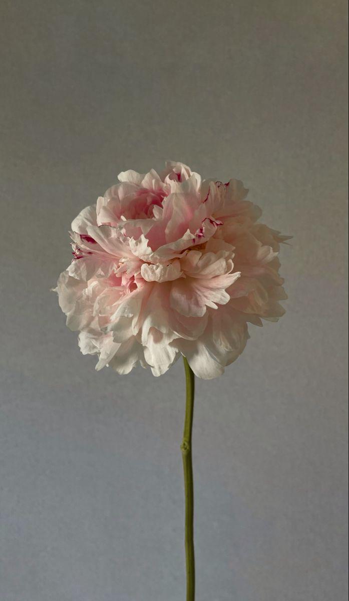 Whisper of Dawn Pastel Posy